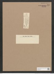 Navicula subimpressa Grun. (de-Toni-Nr.: Genus 1, Species 302) Zeichnungen Sammlung Grunow Nr. 708 (NHMW-BOT-W0367087)